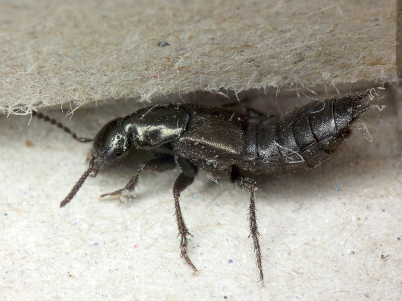 Staphylinidae Latreille, 1802